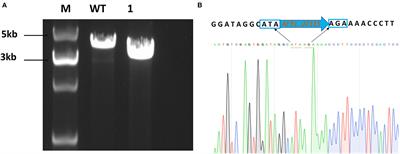 The lactate dehydrogenase gene is involved in the growth and metabolism of Lacticaseibacillus paracasei and the production of fermented milk flavor substances